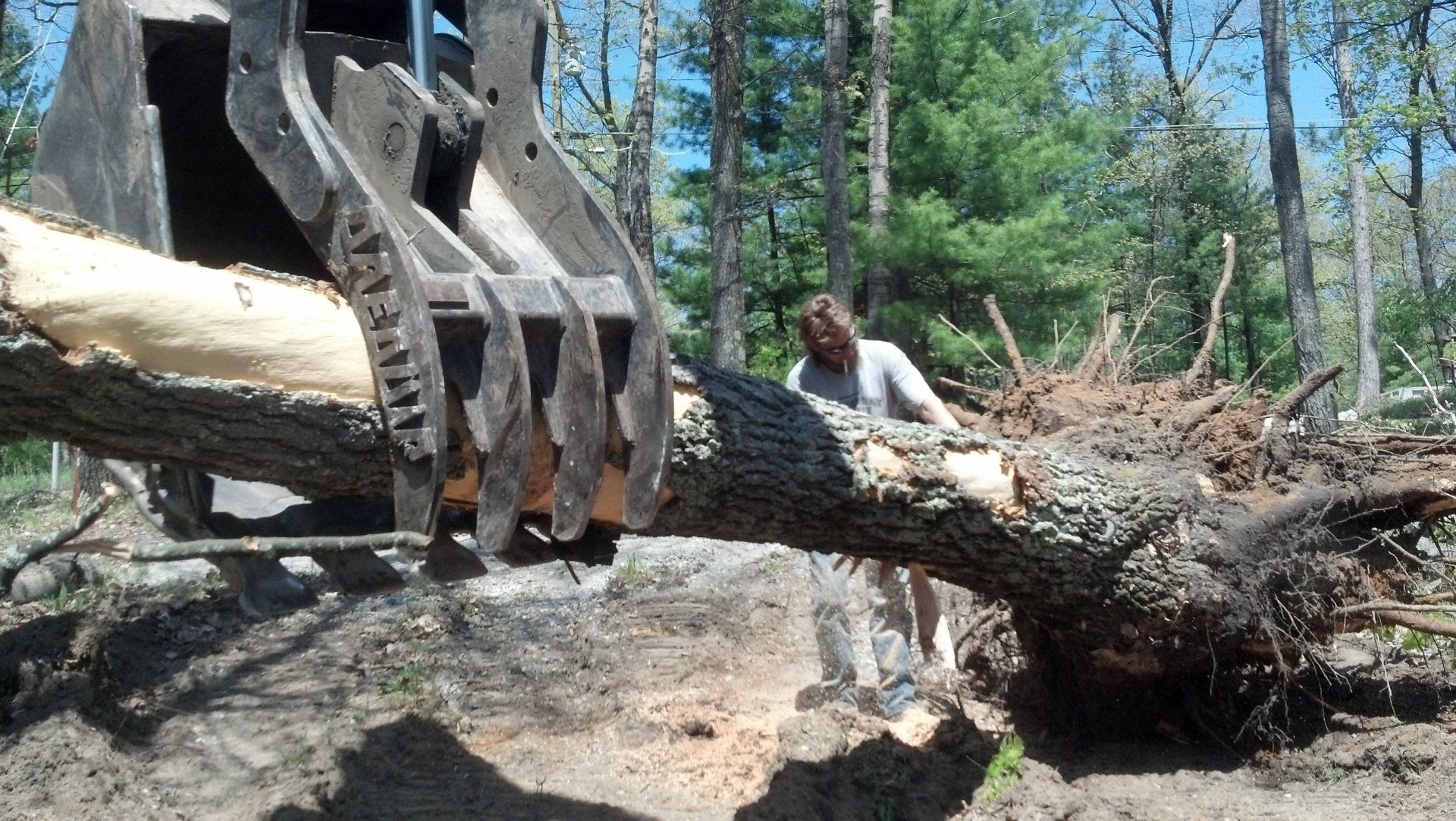 heavy equipment lifting the tree