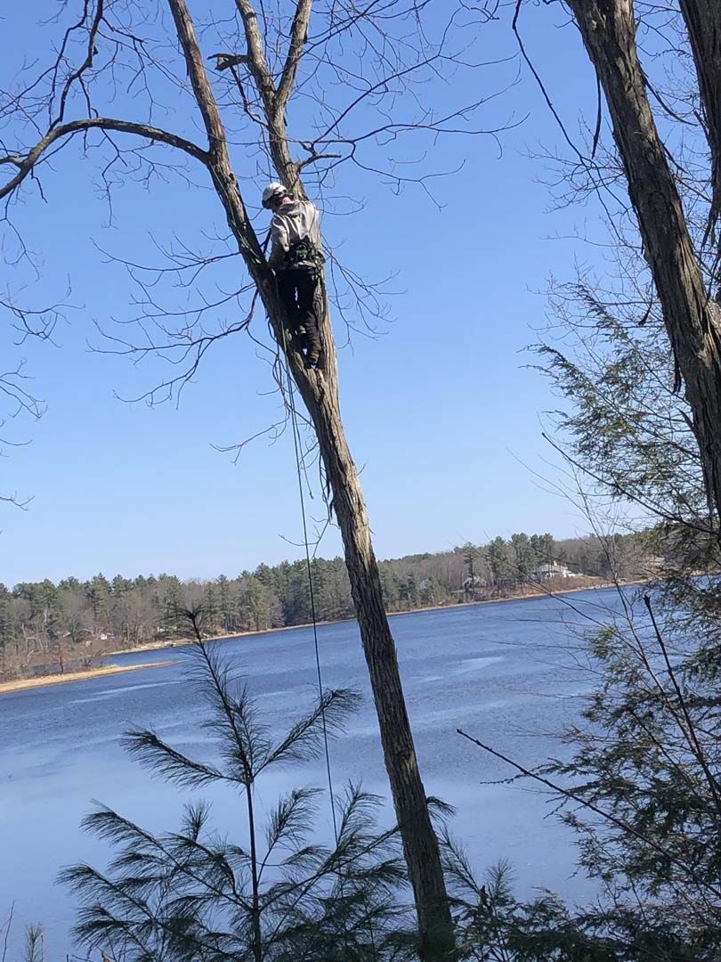 Image Gallery | Burke's Tree Service