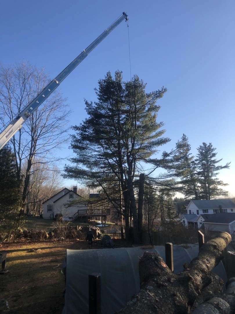Image Gallery | Burke's Tree Service