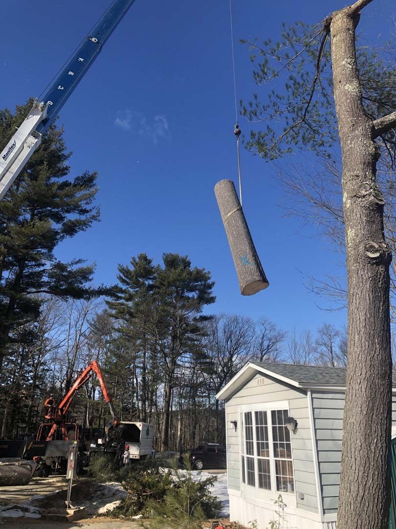 Image Gallery | Burke's Tree Service