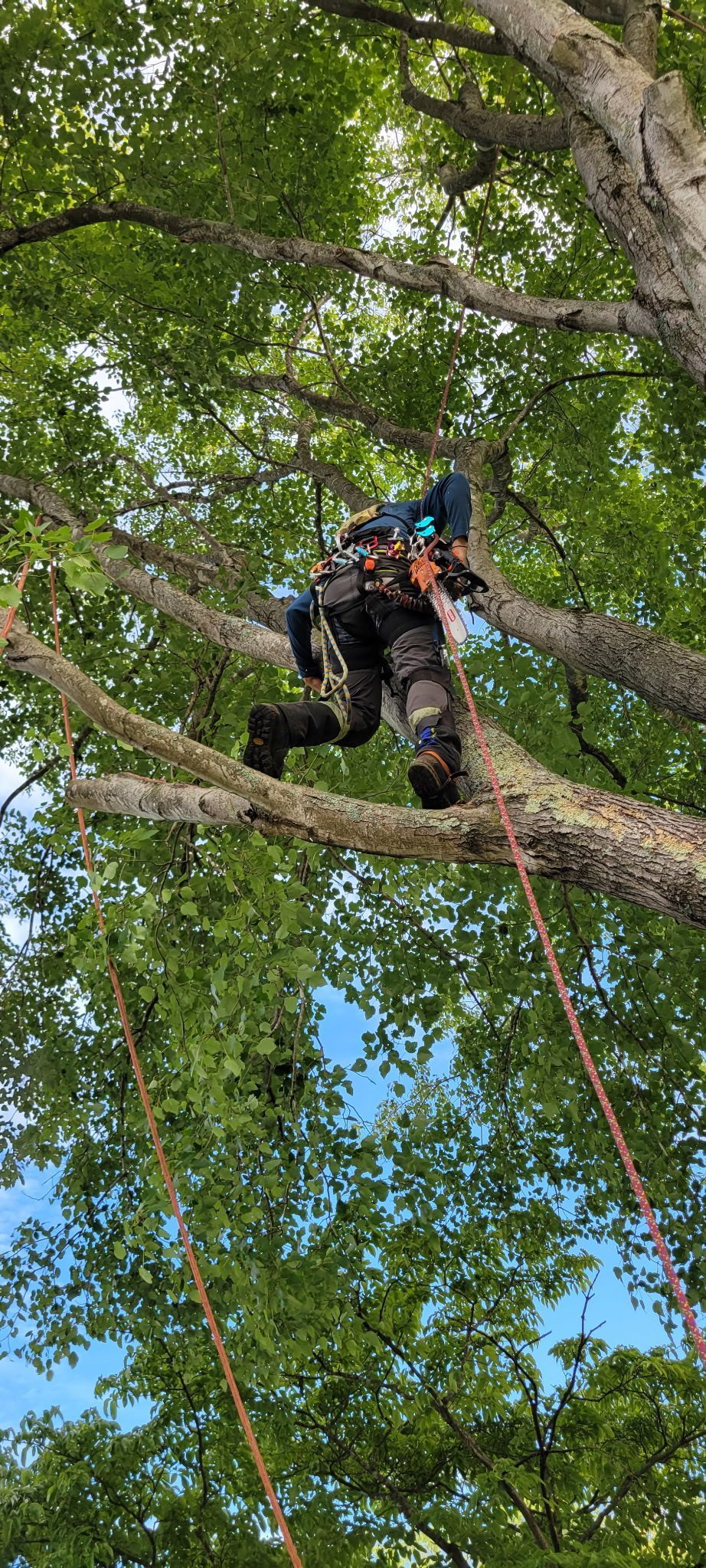 Arborist in safety gear climbing a large tree among green leaves and branches
