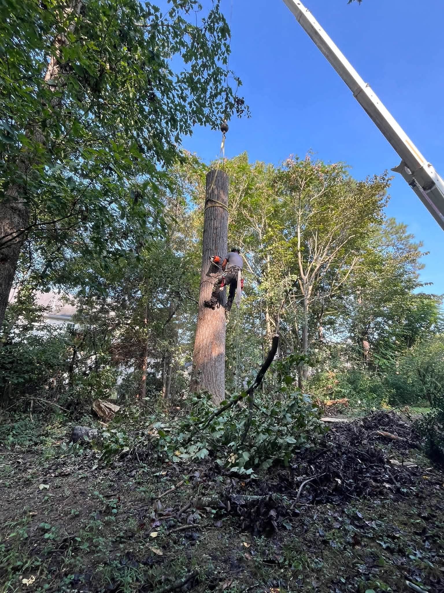 A worker trims a tall tree beside a wooded hillside, with a crane arm visible above.