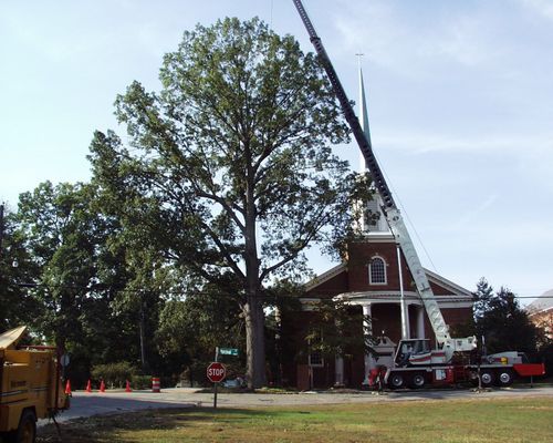 Crane lifting a large tree beside a red brick building on a sunny street