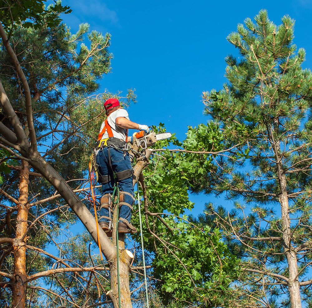 Arborist in red helmet climbs a tree on ropes against a blue sky