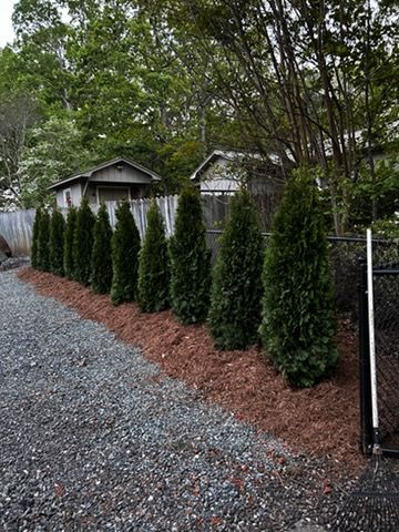 Gravel driveway bordered by tall evergreen shrubs and red mulch beside a wooded yard and fence.