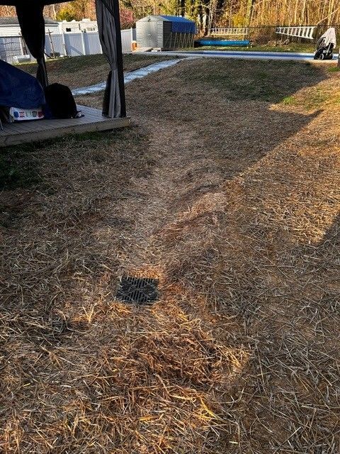 Dry grass yard with a stone path, small buildings, and a few dogs in the background