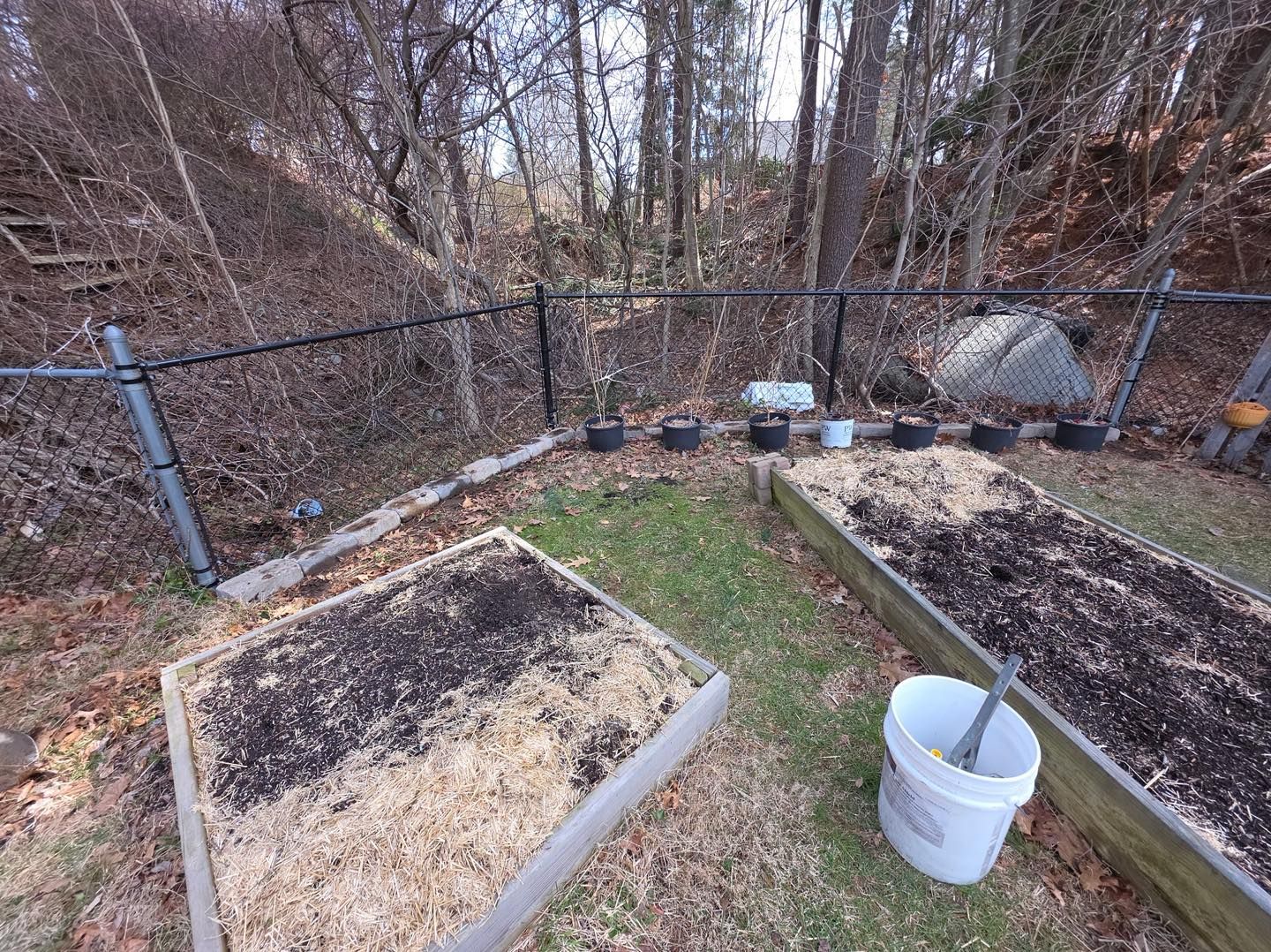 Backyard garden beds beside a chain-link fence, with mulch, a white bucket, and leafless trees