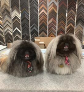 Two Pekingese dogs wearing ties sit on a table, frame samples behind them.