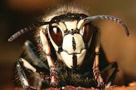 Close-up of a bald-faced hornet, face white and black, with large eyes and curved antennae.