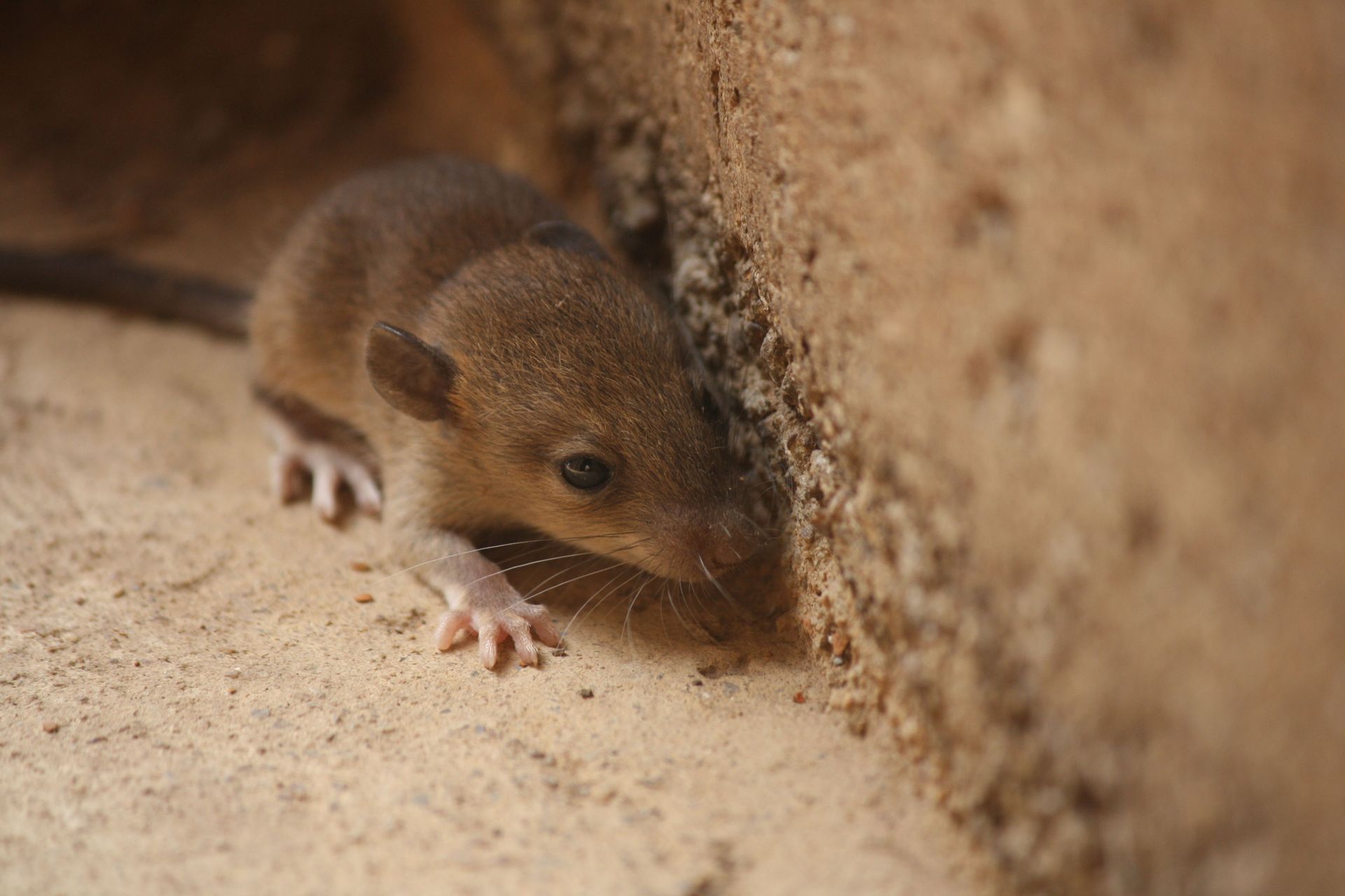 Brown mouse near a light brown brick wall, sniffing ground with tiny pink paws.