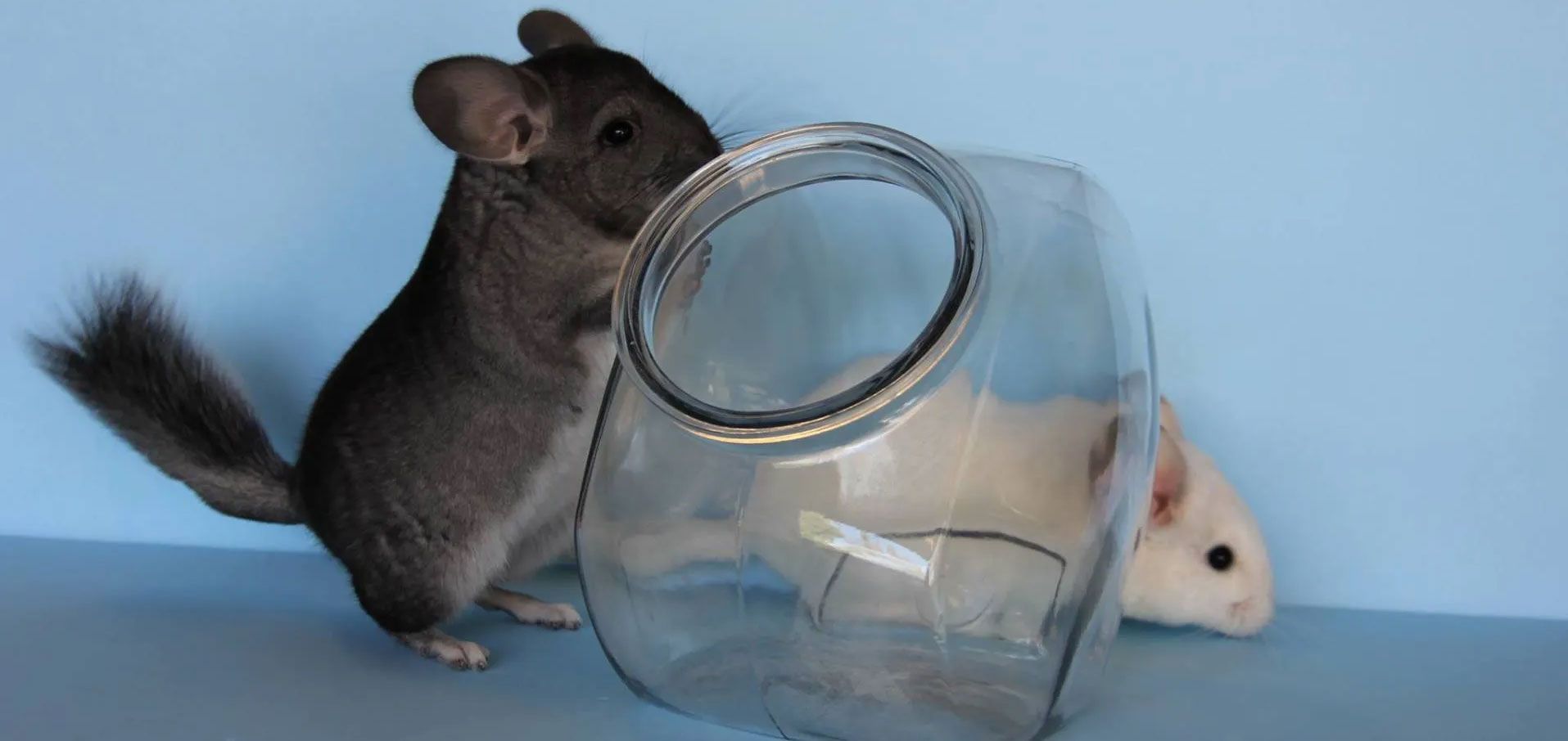 Two chinchillas are standing next to a glass jar.
