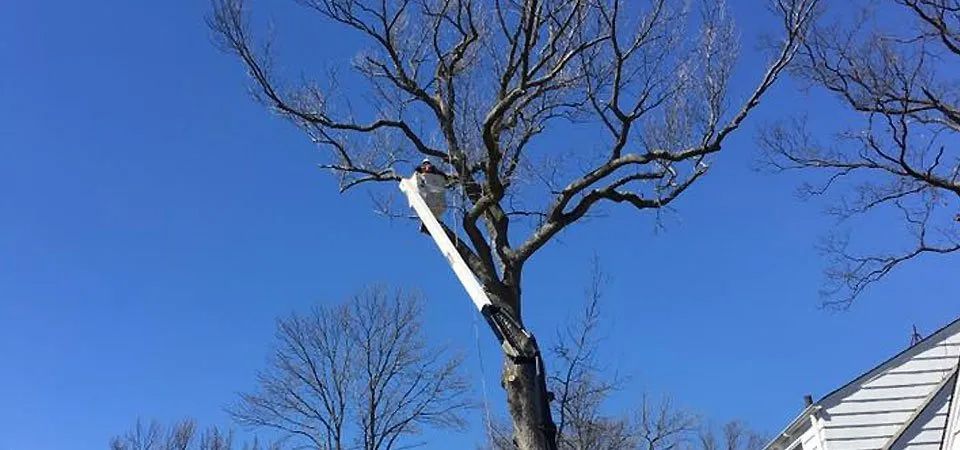 Tree Removal