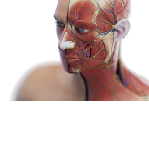 Facial anatomical illustration, showing muscles, nerves, and blood vessels.