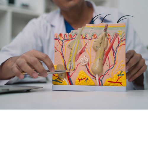Doctor pointing to a skin model, explaining its structure. A lab coat is visible.