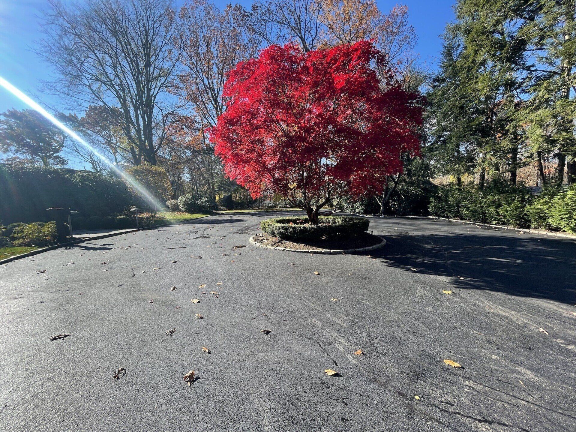 Driveway with Red Tree in the Middle