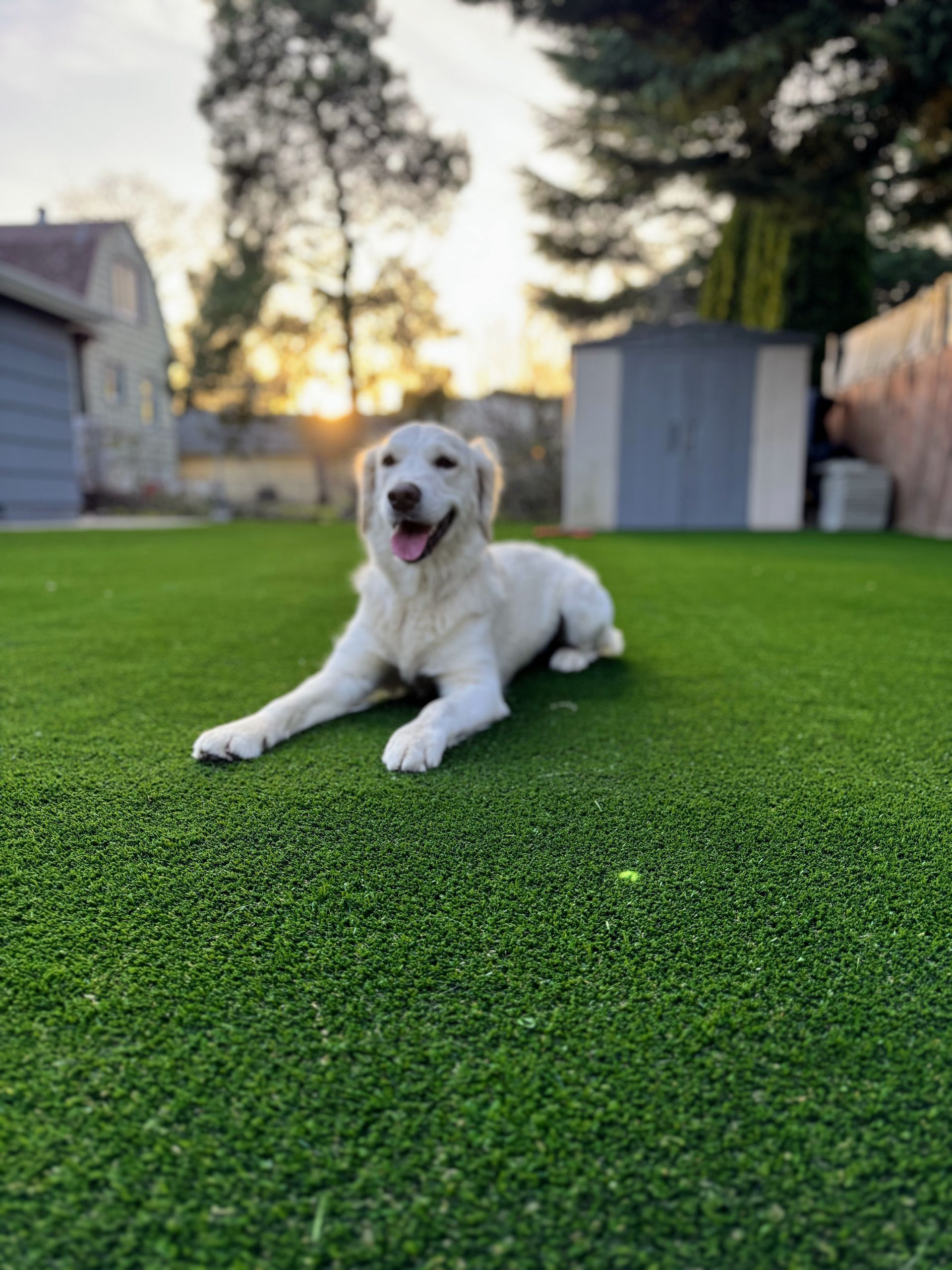 Golden retriever puppy lays on green turf in a backyard with a yellow ball. Sunset in background.