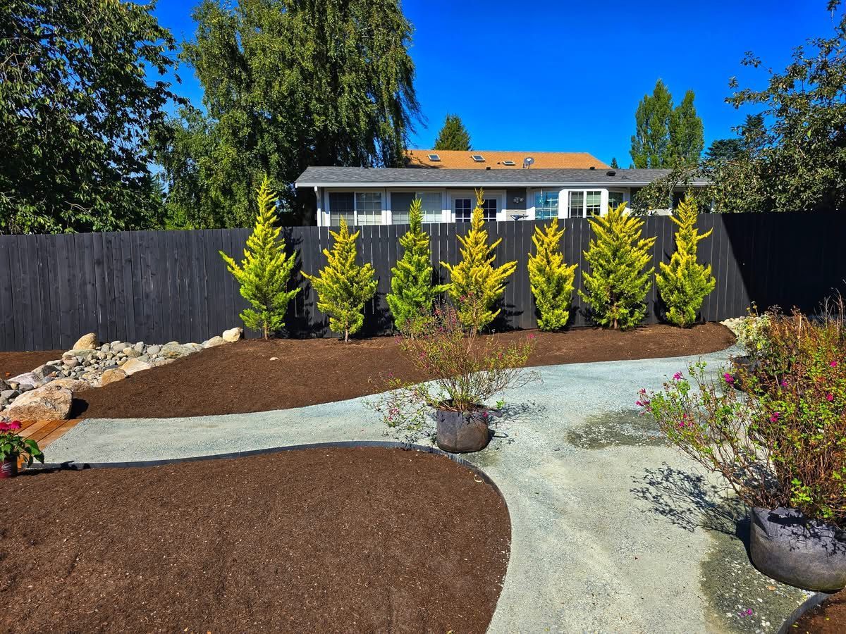 A landscaped backyard with gravel paths, mulch, and a row of yellow-green trees in front of a black fence.