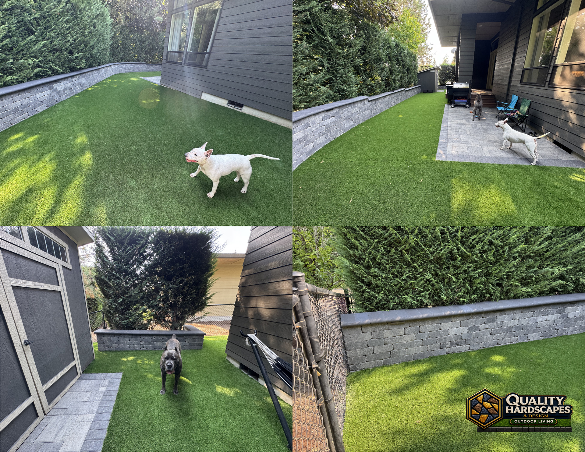 Artificial grass backyard with small white dog and patio beside retaining wall and hedges