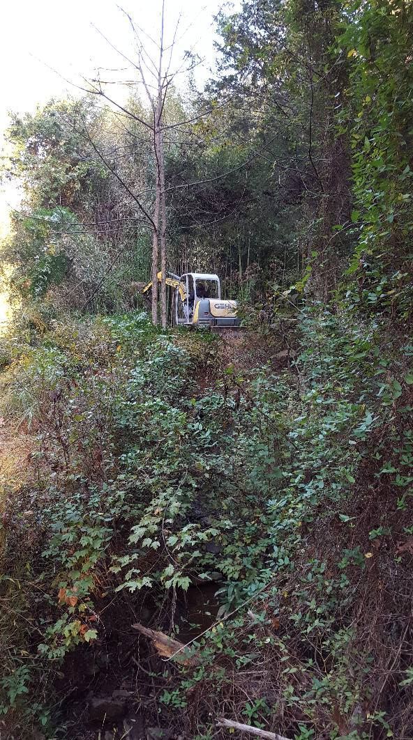 Excavator on a hillside amidst dense green foliage and a leafless tree.