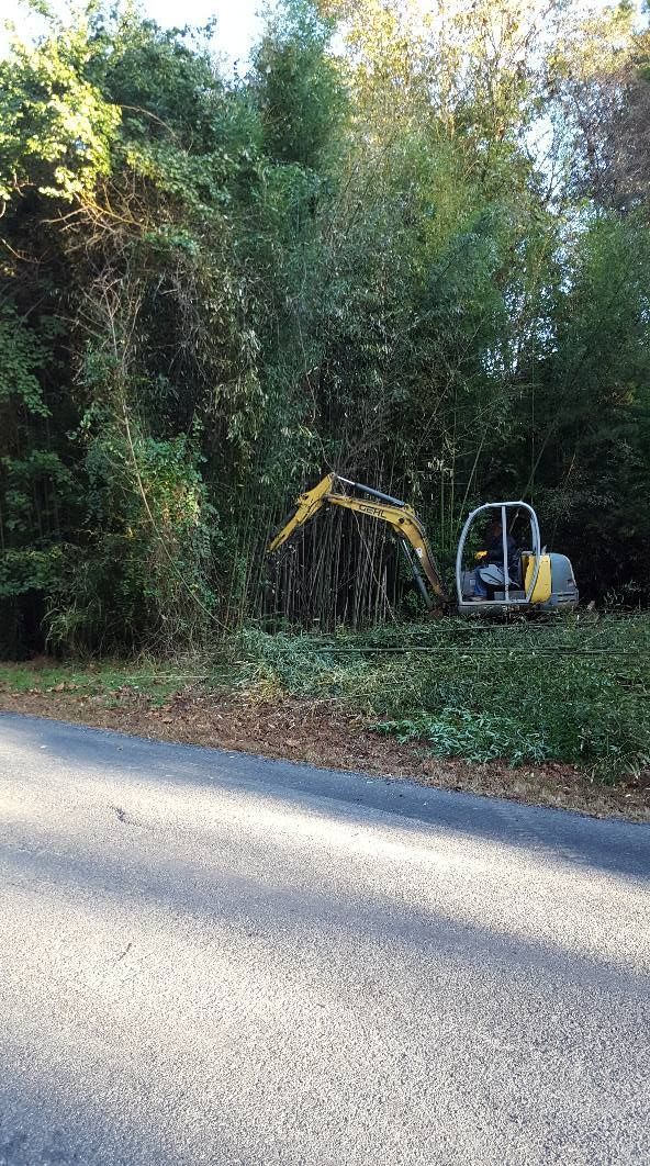 A yellow excavator clearing vegetation near a road, surrounded by dense green trees.
