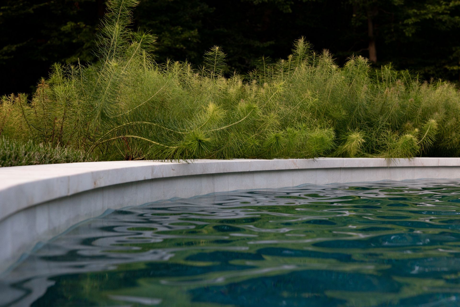 Pool with clear water, a curved concrete edge, and green foliage in the background.