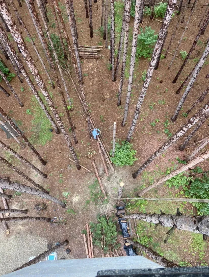 Overhead view of a person among many thin trees in a forest. Some logs are on the ground.