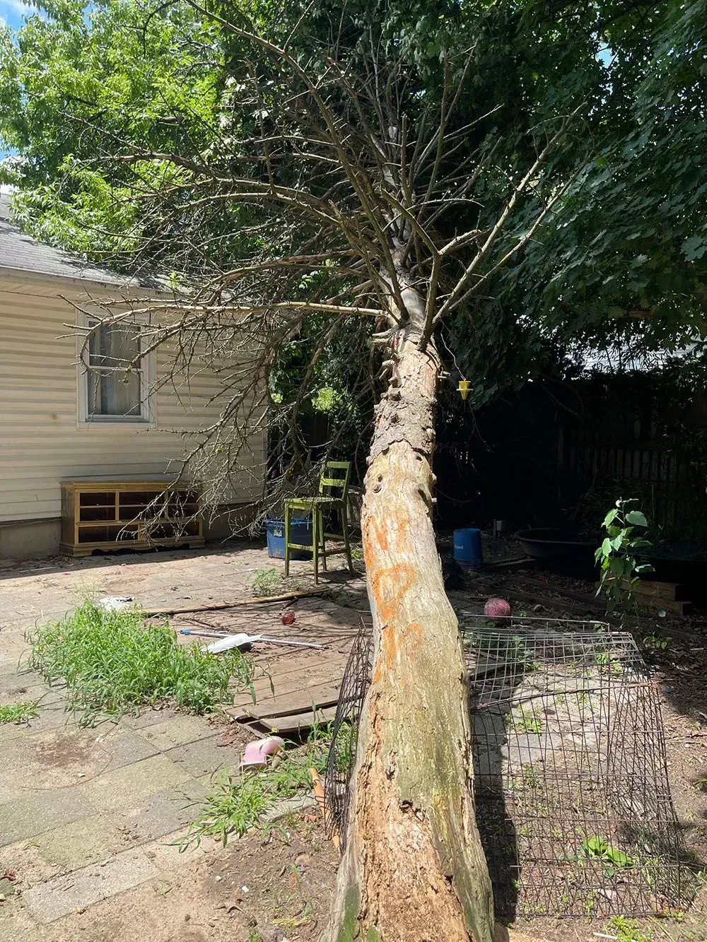 Backyard with a tall tree in front of a beige house, surrounded by a garden bed and fence.