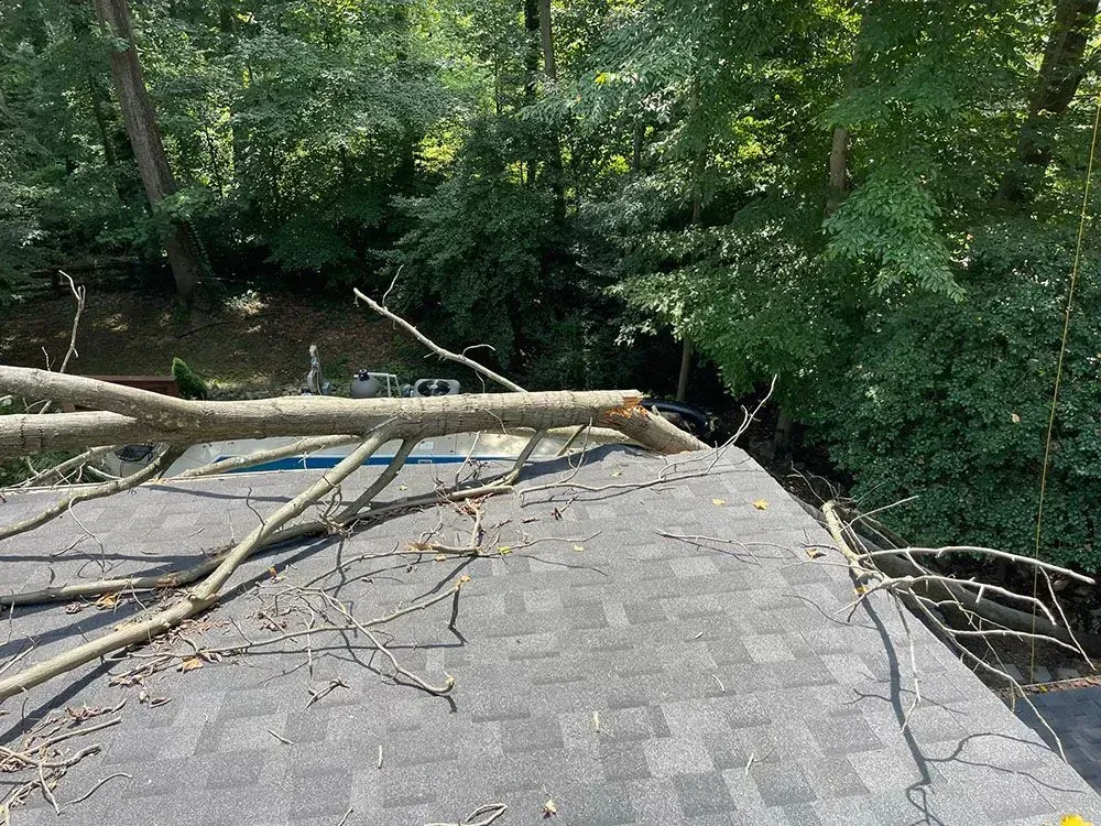 Roof with fallen tree branches beside a wooded creek