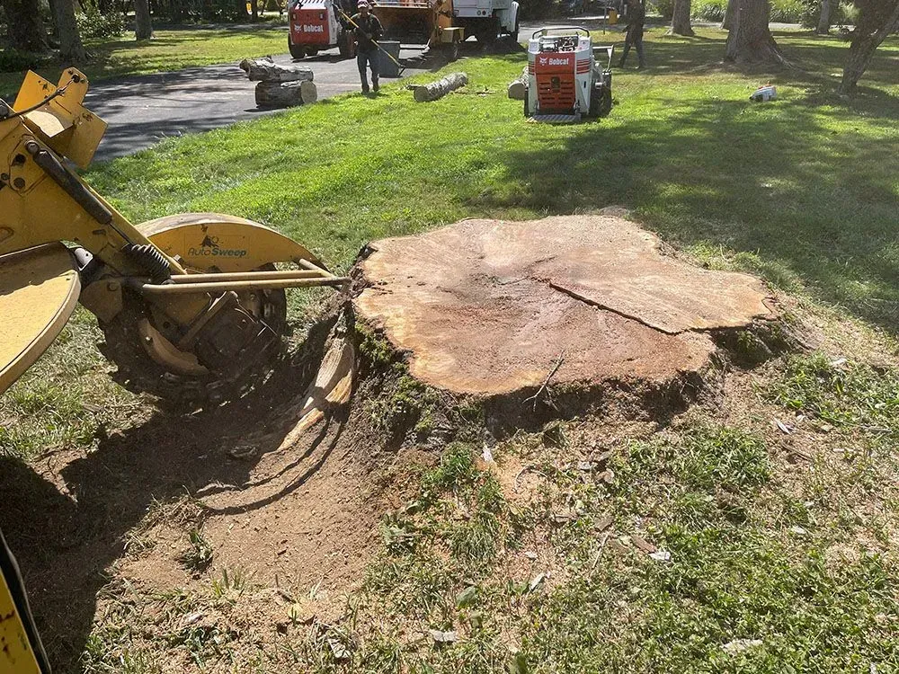 Construction equipment beside a freshly cut tree stump in a grassy yard