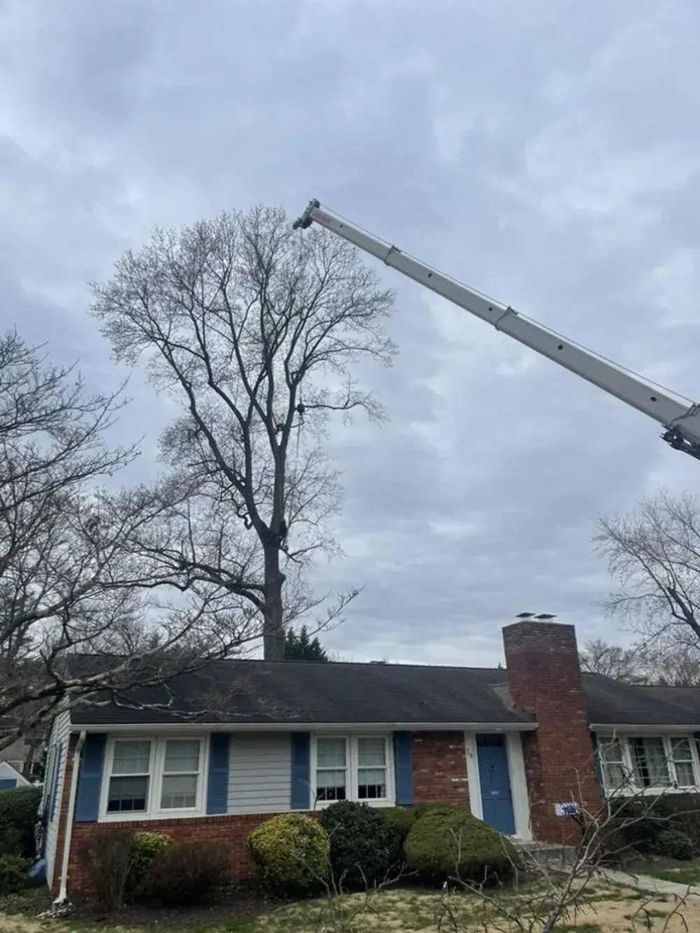 Bucket truck lifting worker in a tall leafless tree beside a blue house with a red brick chimney.