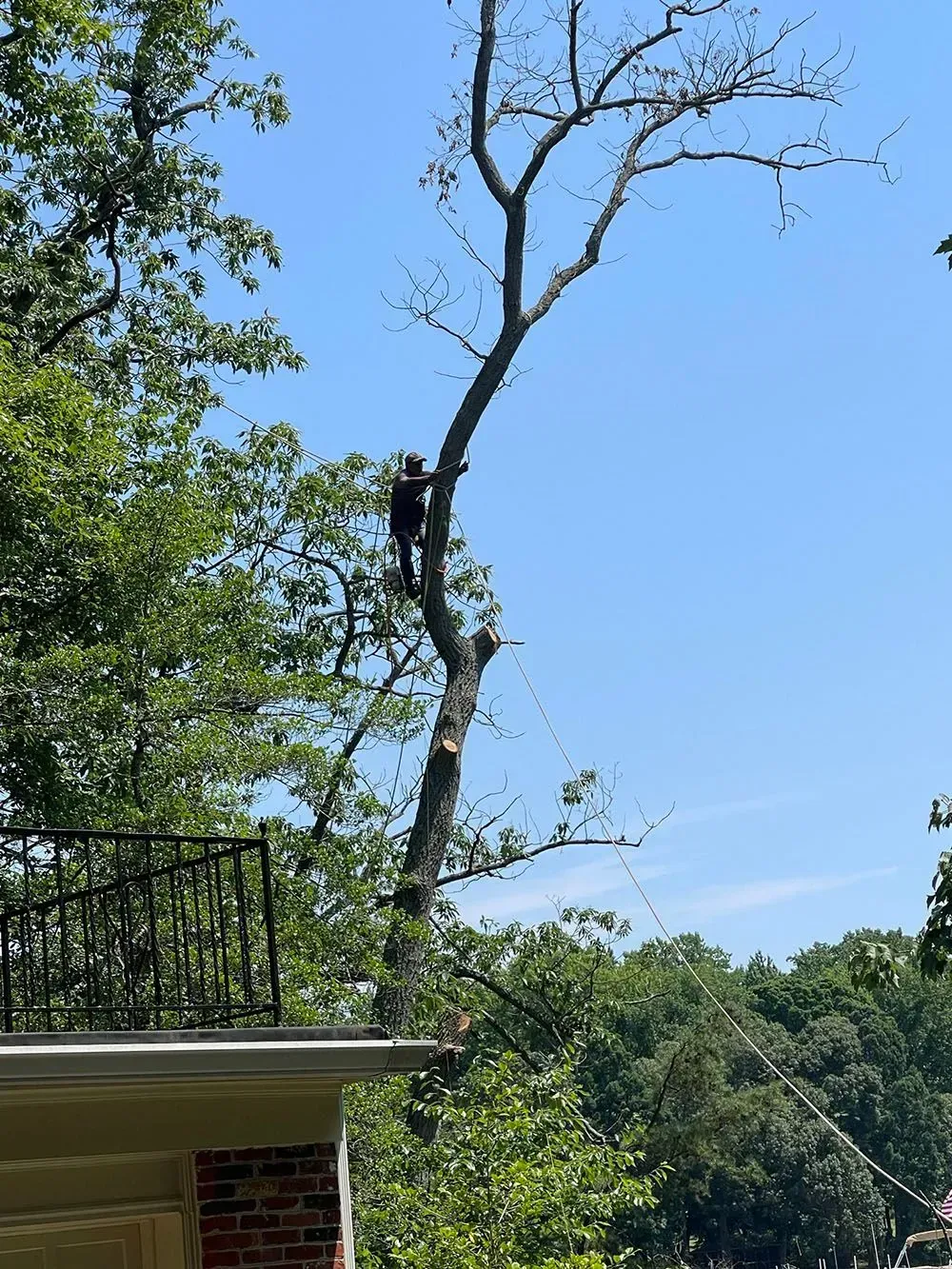 Worker in a tree trimming branches beside a house under a clear blue sky.