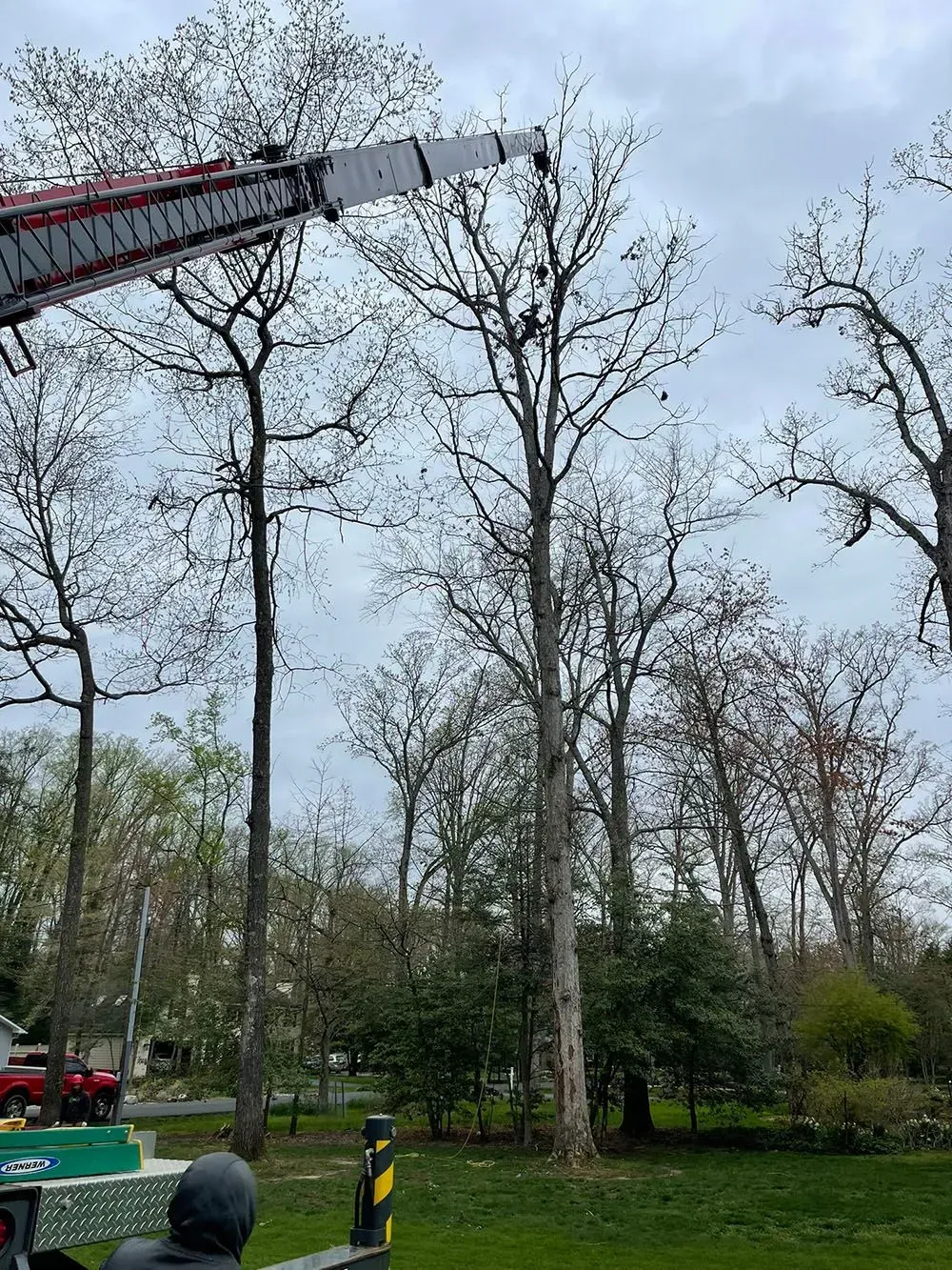 Tall crane boom over leafless trees in a park on an overcast day