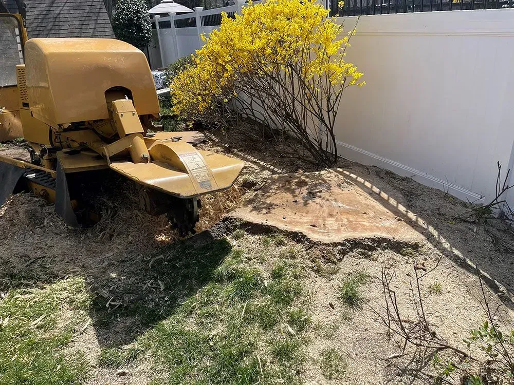 Yellow construction machine beside a white fence in a dry backyard with a flowering shrub