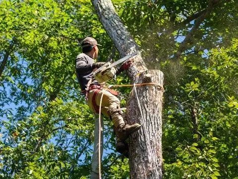 Elite Tree Care LLC