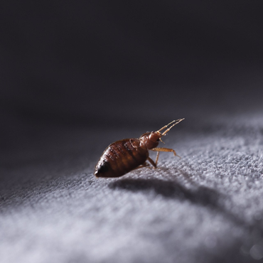 Close-up of a tiny brown insect on a textured gray surface, lit from the side.