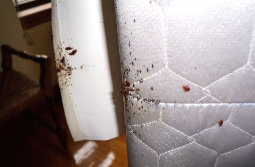 Bed Bug Removal New York Ny