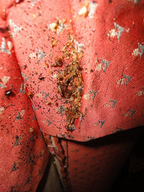 Bed bugs