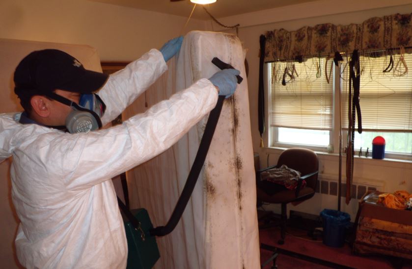 Bed bugs removal