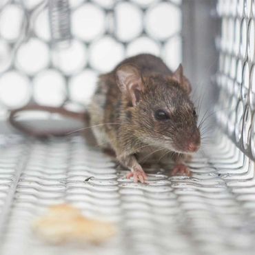 Small brown mouse in a wire cage, facing forward on a white mesh floor.