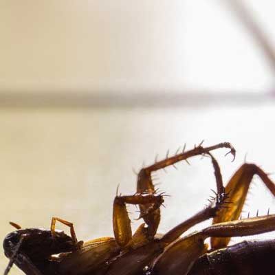 Close-up of a brown insect lying on its back, legs curled upward on a light surface