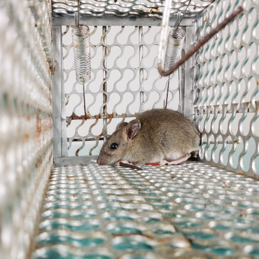 Small gray mouse in a wire live trap, resting on the floor inside the cage.