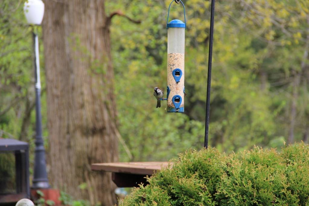Bird Feeder by Sandy River