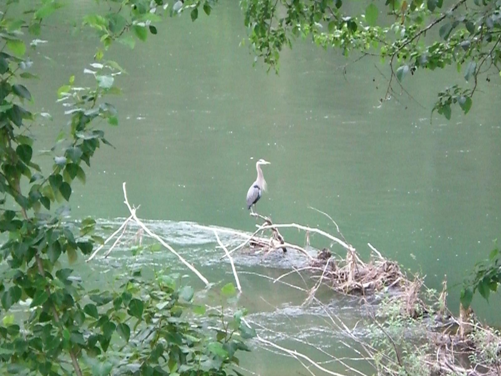 Heron in Beaver Creek