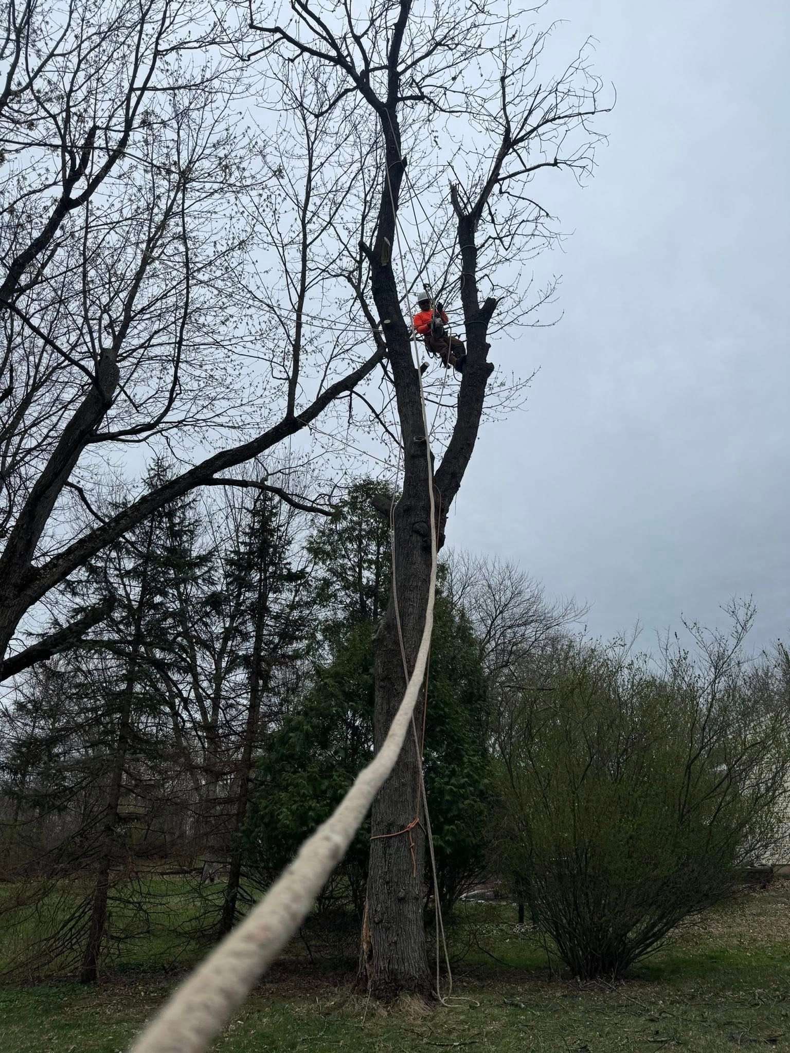 tree-cutting
