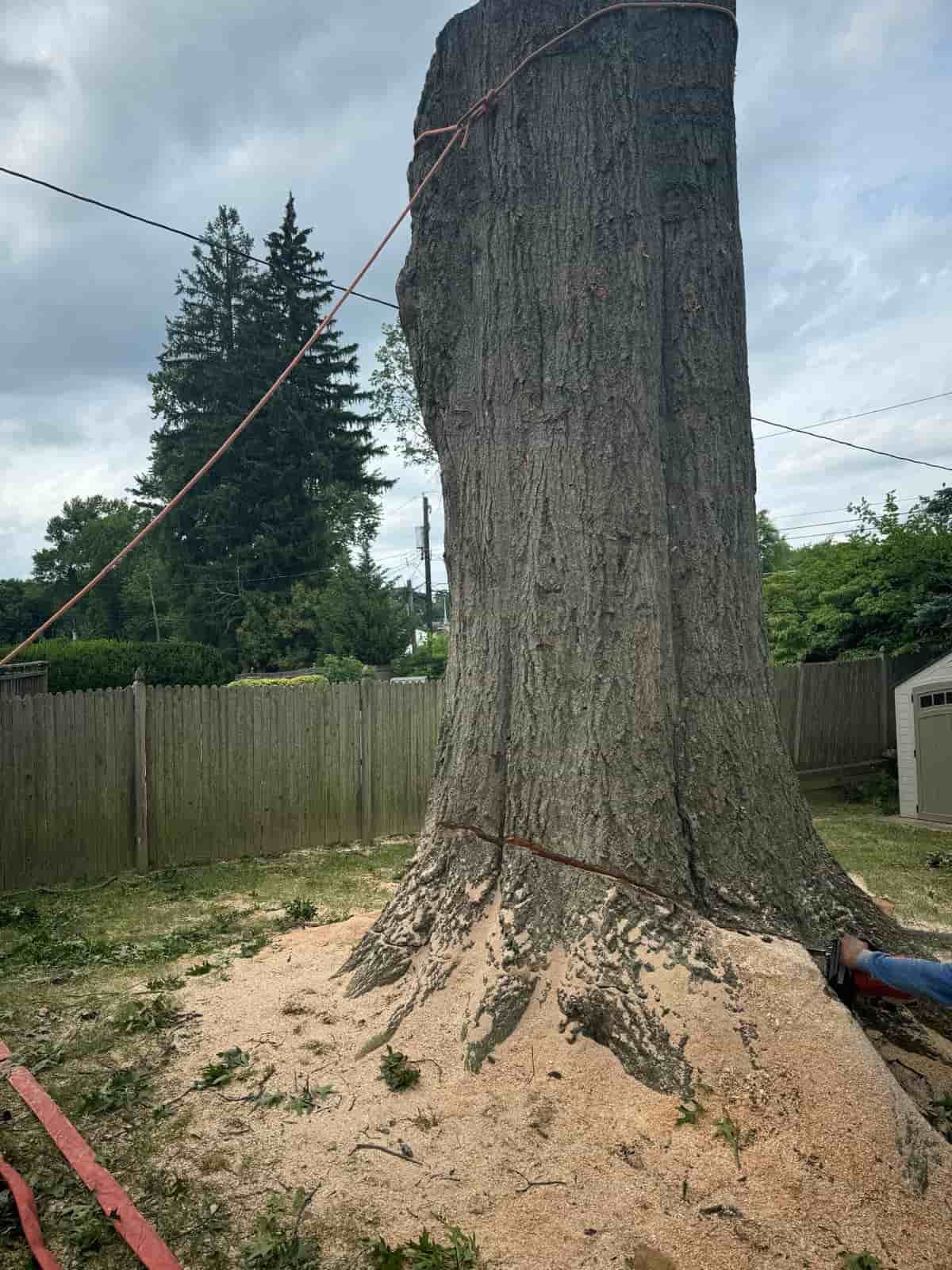 tree-cutting