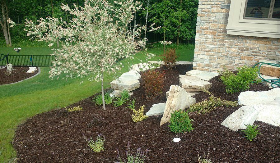 Landscaped yard with stone accents, a small tree with white flowers, and dark brown mulch.