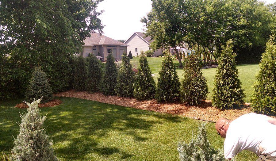 A row of green cone-shaped trees with brown mulch in a sunny backyard. A person is working in the yard.