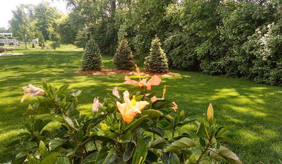 Lush green yard with flowering shrubs in foreground, three small evergreens, and trees in background.