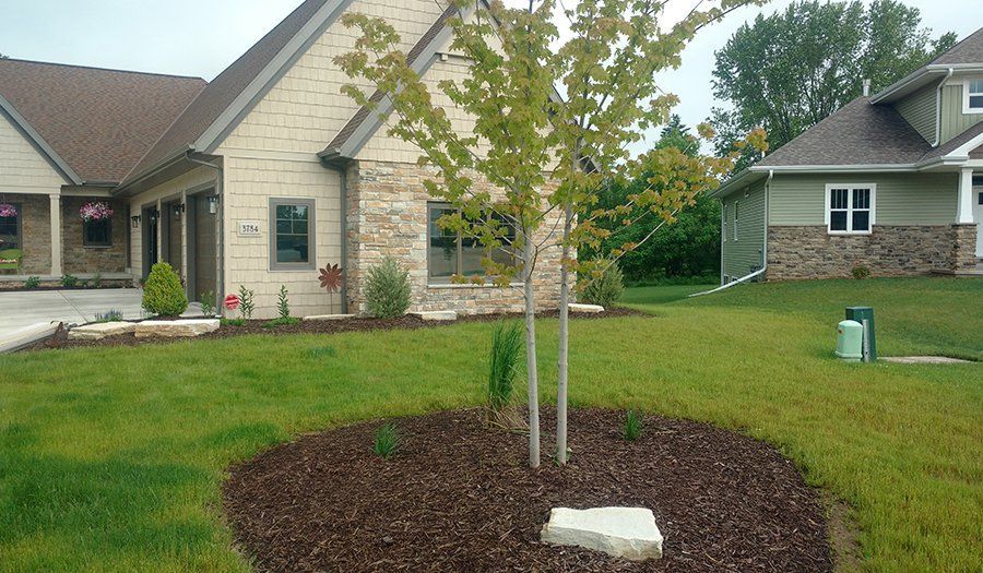 A house with a small tree in a mulch bed, surrounded by green grass. Another house visible on the right.