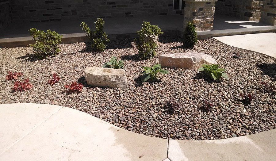 Landscaped garden bed with rocks, plants, and concrete edging.